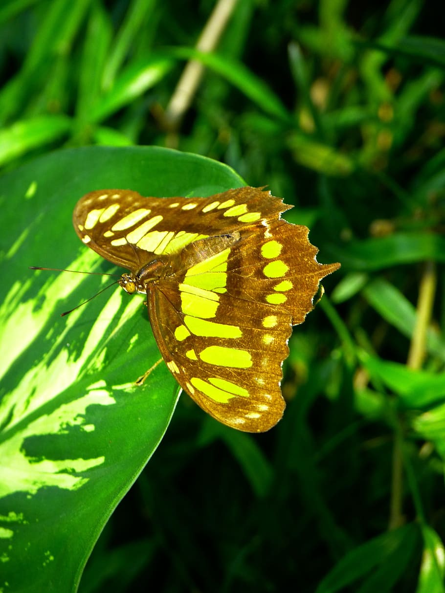 butterfly fly insect animal