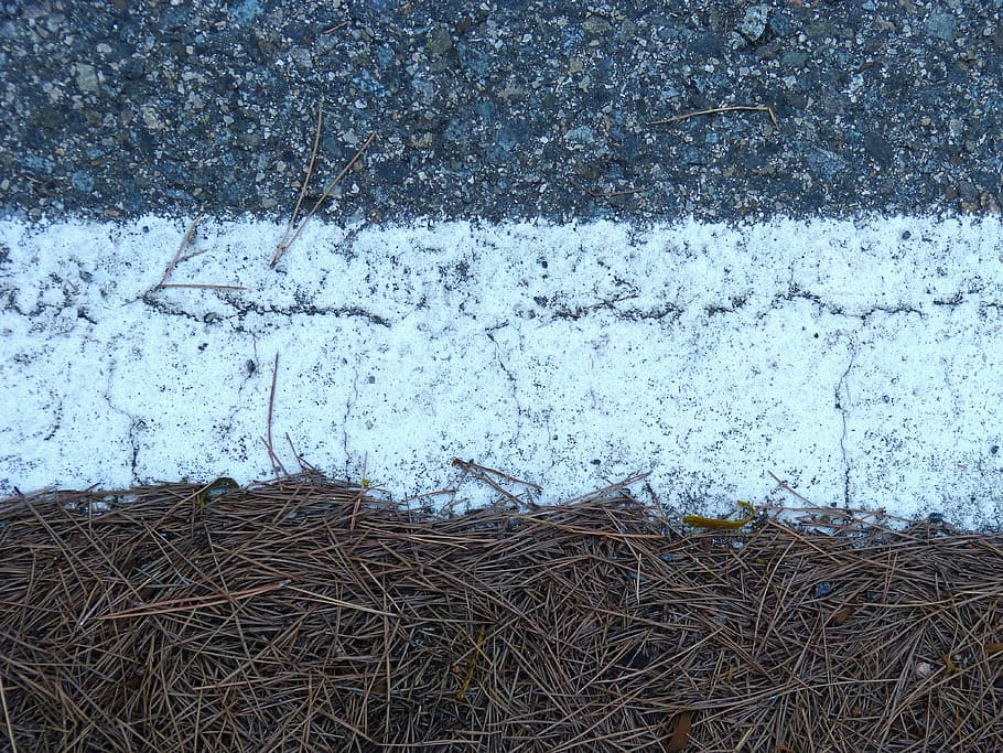 textures, asphalt, pine needles, online, day, no people, plant HD wallpaper
