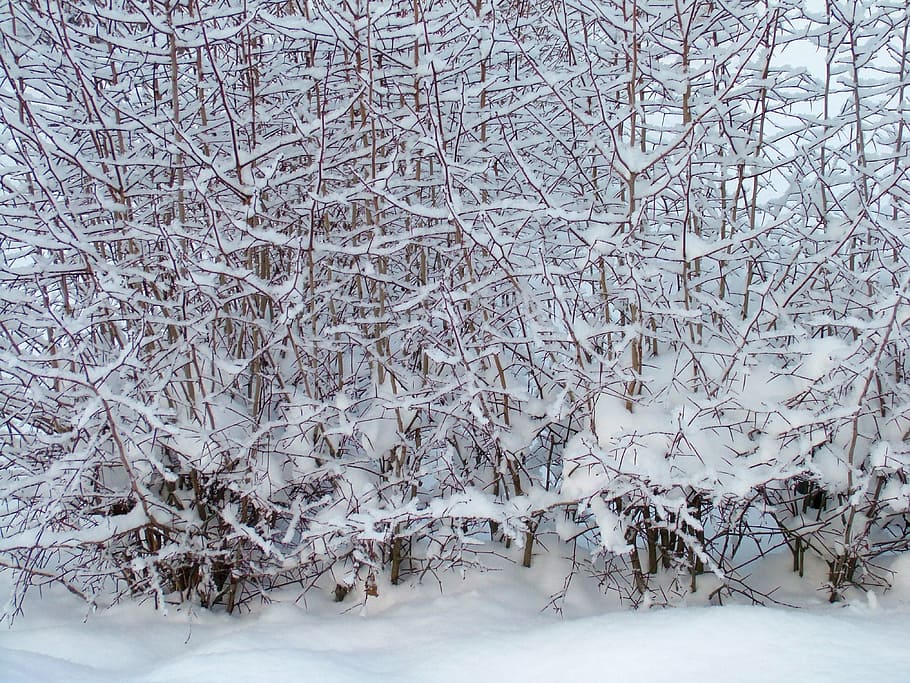 winter, branches, tree, snow, snowy, cold temperature, frozen HD wallpaper