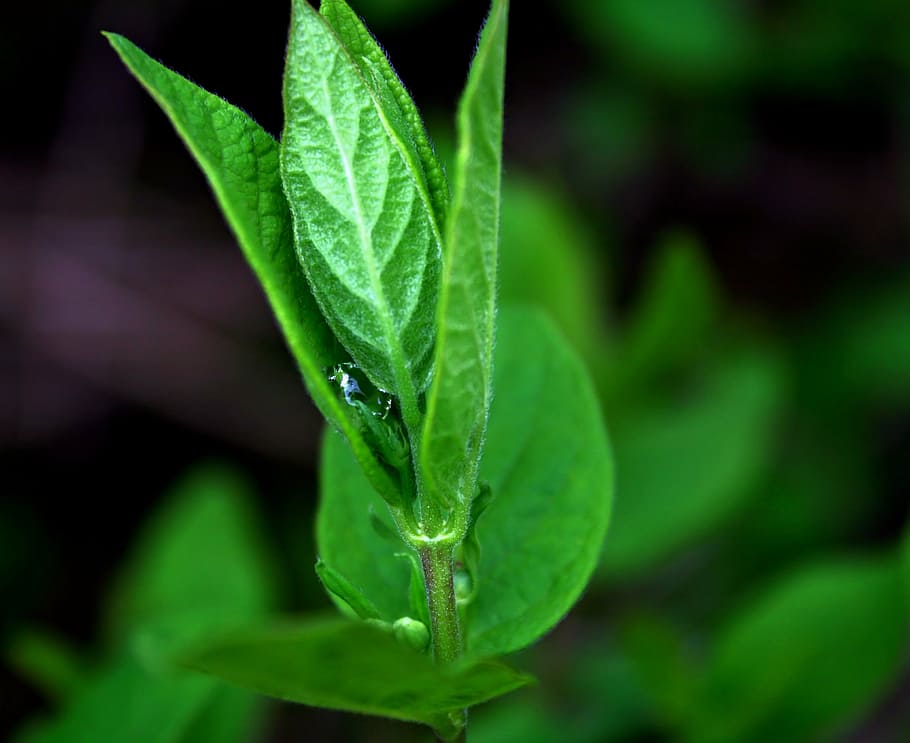plant, leaf, leaves, drops, rain, green, rain drop, after rain HD wallpaper