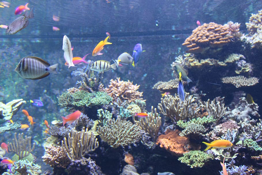 Sentosa, Resort, Singapore, underwater, animal themes, sea life, HD wallpaper