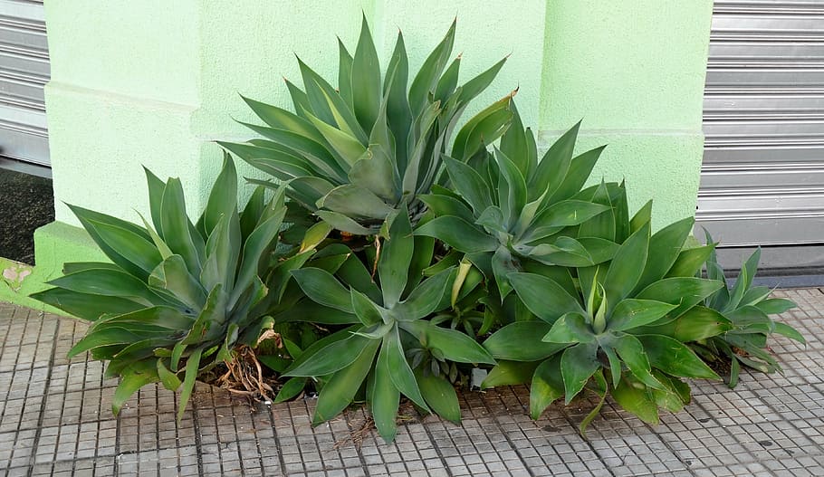 garden, green, sidewalk, plants, green color, leaf, plant part HD wallpaper