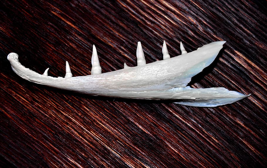 brown, macro, trophy, fish, pike, close-up, no people, freshness HD wallpaper