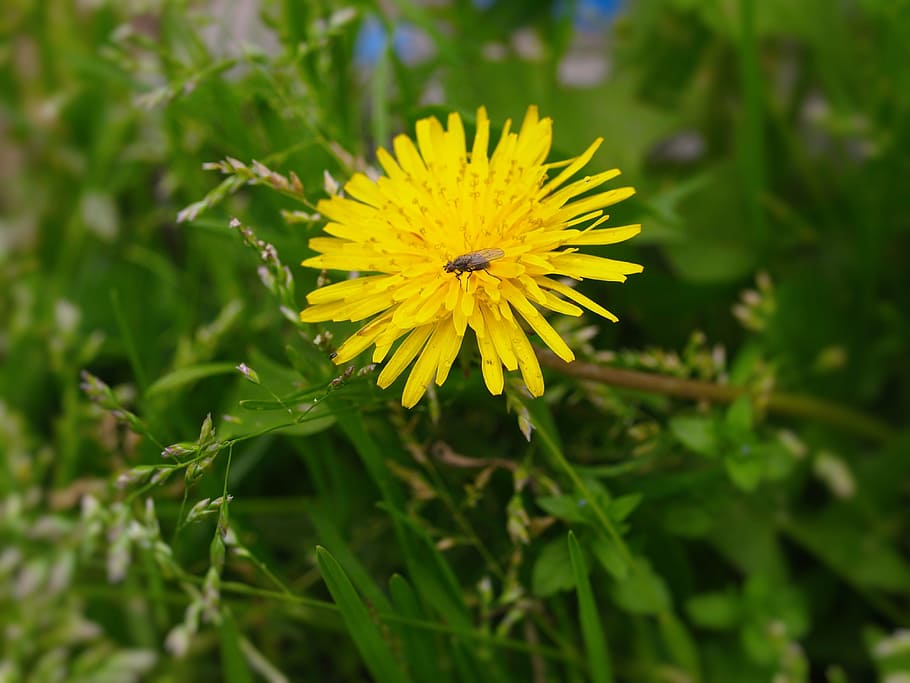 dandelion, fly, weed, flowers, yellow, nature, summer, plant HD wallpaper