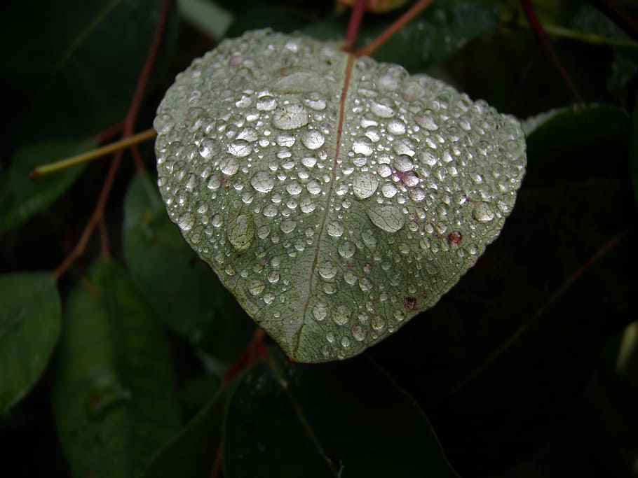 dew on leaf, droplets, nature, green, macro, fresh, drops, water HD wallpaper