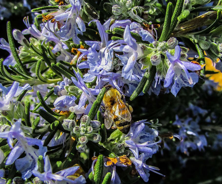 bee, insect, working, flower, plant, flowering plant, growth HD wallpaper