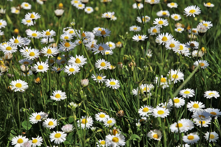 daisies, grass, flower, nature, plant, spring, field, blooming HD wallpaper
