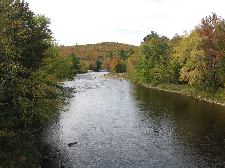tree, foliage, autumn, nature, forest, landscape, season, leaf HD wallpaper