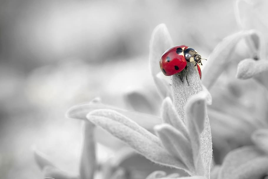 selective color photography of ladybird on flower, ladybug HD wallpaper