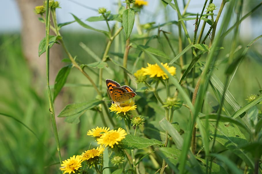 macro, butterfly, ye tian, flower, flowering plant, one animal HD wallpaper