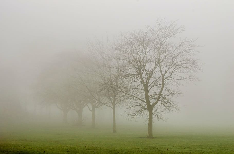 photograph of trees during foggy weather, seasons, autumn, winter HD wallpaper
