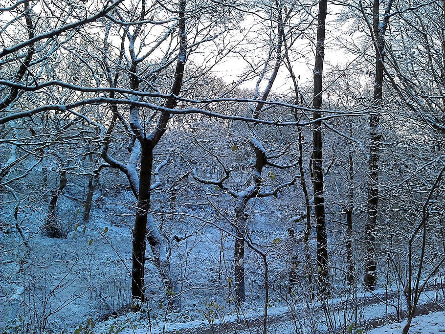 winter, forest, fairytale landscape, tree, nature, snow, winter tree HD wallpaper