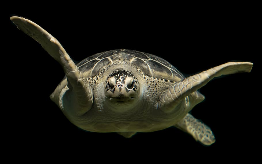 macro photography of sea turtle, green, ocean, animal, wildlife