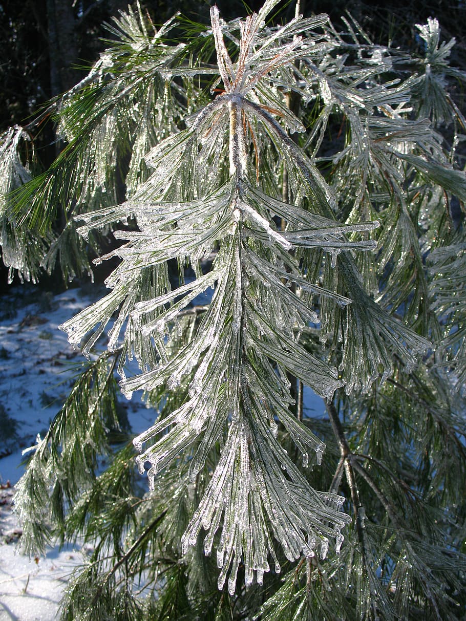 ice, tree, winter, snow, cold, branch, white pine, frozen, nature HD wallpaper
