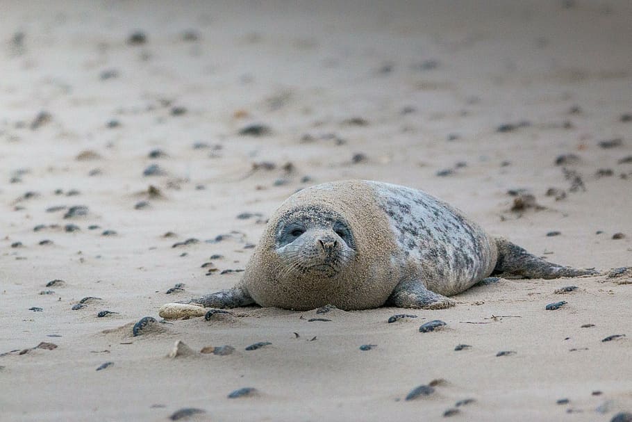 selective focus photography of seal on beige sand, grey seal, HD wallpaper