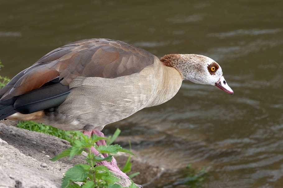 wild, nilgans, widgans, river, vertebrate, animal, bird, animal themes HD wallpaper