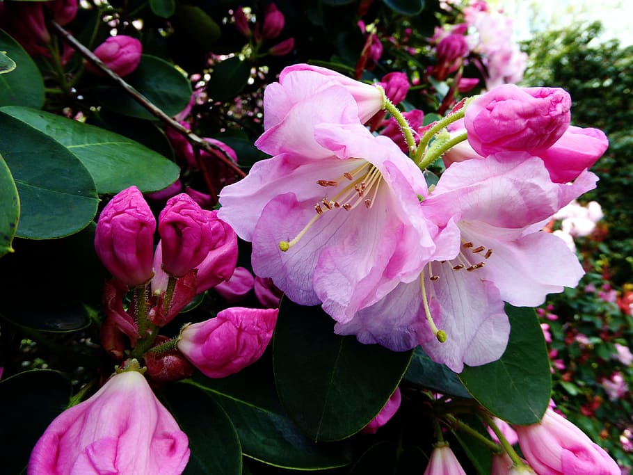 rhododendron flower, bush, close, spring, white, pink, colorful HD wallpaper