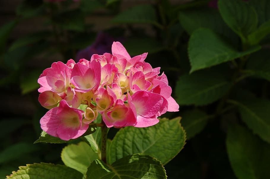 hydrangea, nature, flowers, spring, colors, colorful flowers HD wallpaper