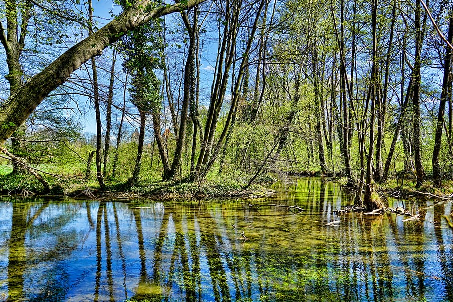 calm body of water surrounded by trees, nature, waters, wood HD wallpaper