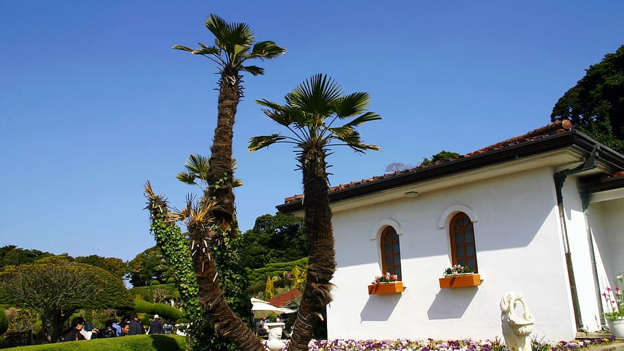 Klitschko, whether or not, palm tree, building exterior, sky HD wallpaper