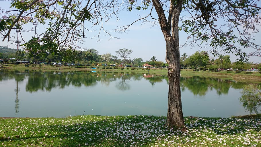 tree, flowering, lake, spring, cherry, bloom, season, forest HD wallpaper