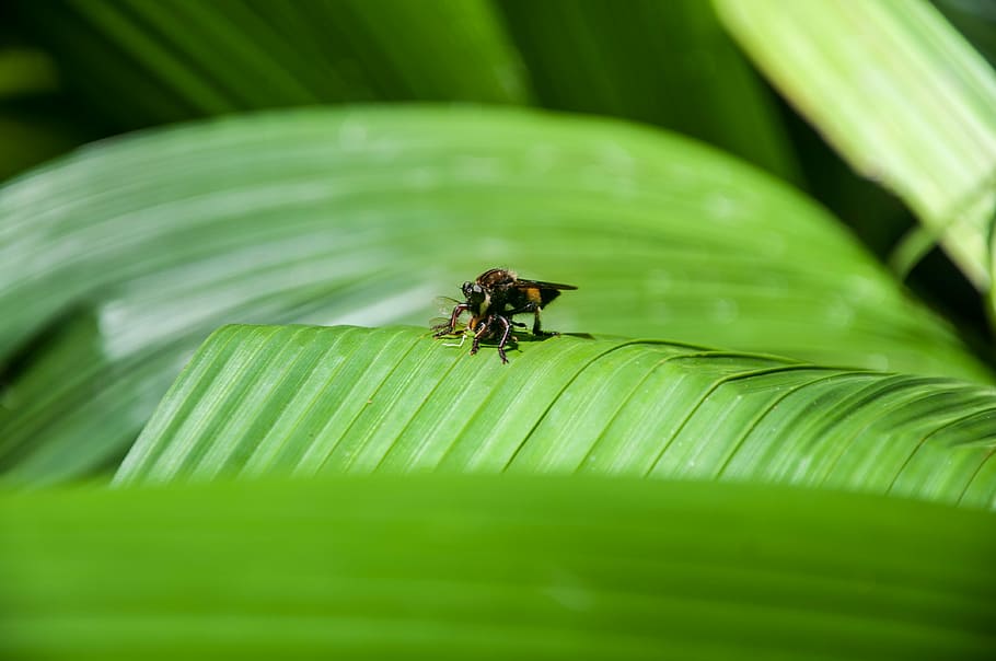 Eating, black and yellow winged insect on green leaf at daytime HD wallpaper