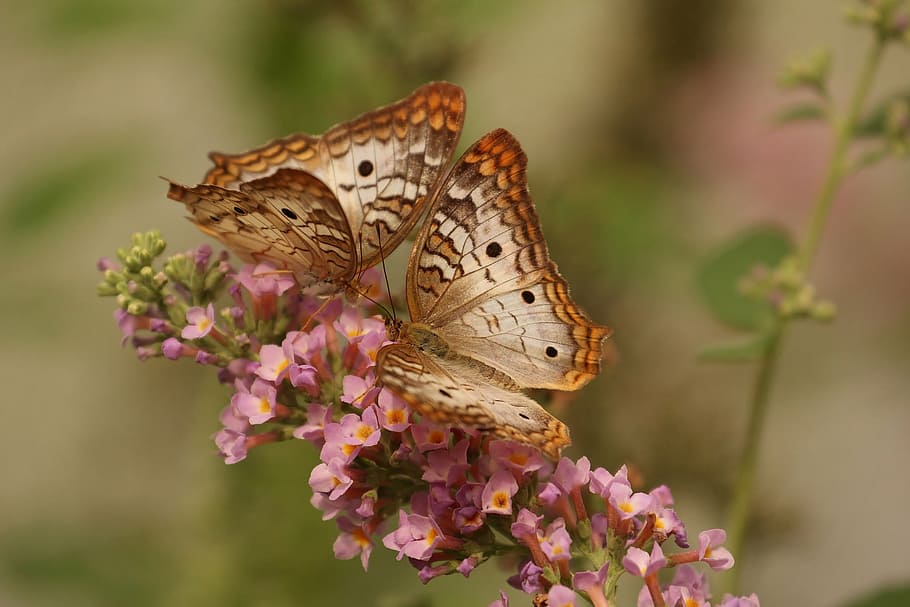 two brown-and-gray butterflies on pink flowers, butterfly, macro HD wallpaper