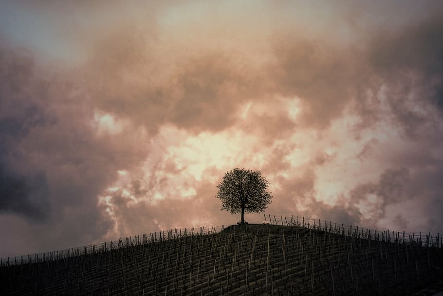tree on top of hill, vines, clouds, gewitterstimmung, sepia HD wallpaper