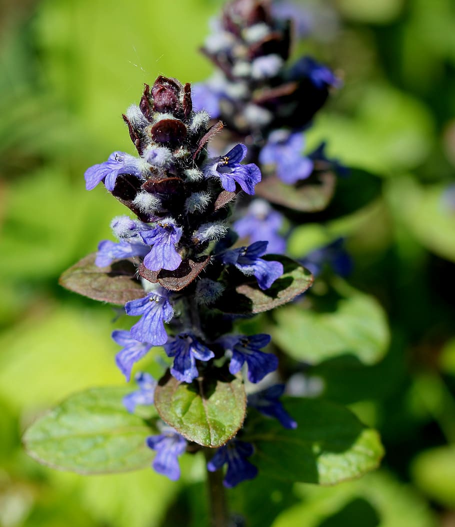 bugle, blossom, bloom, blue, pointed flower, flowering plant HD wallpaper