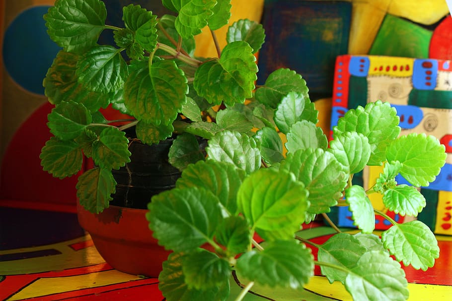 Plant, Leaf, Green, Leaves, plants, flowerpot, green Color HD wallpaper