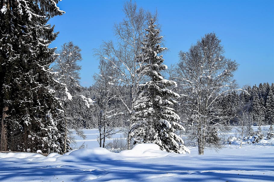 pine tree near road covered with snow, winter, trees, landscape HD wallpaper