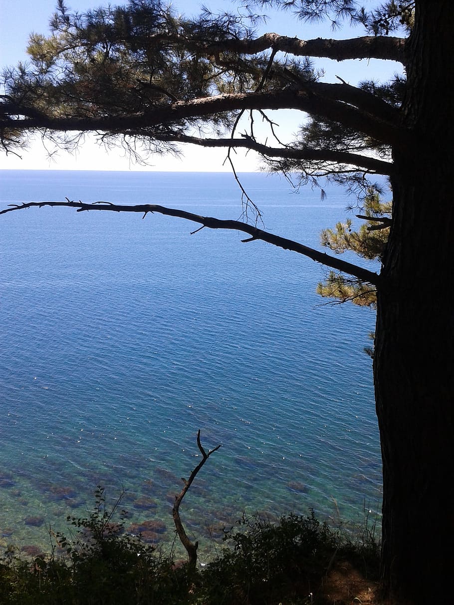 sea, summer, pine, tree, silhouette, water, horizon, plant HD wallpaper
