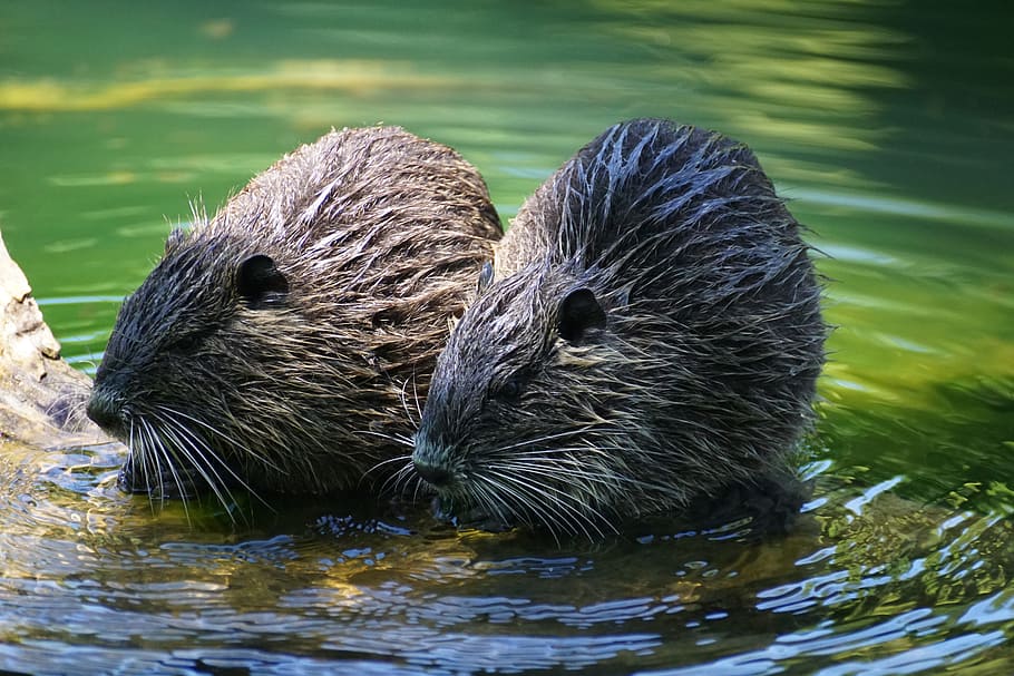 nutria, rodent, river, animal wildlife, water, animal themes HD wallpaper