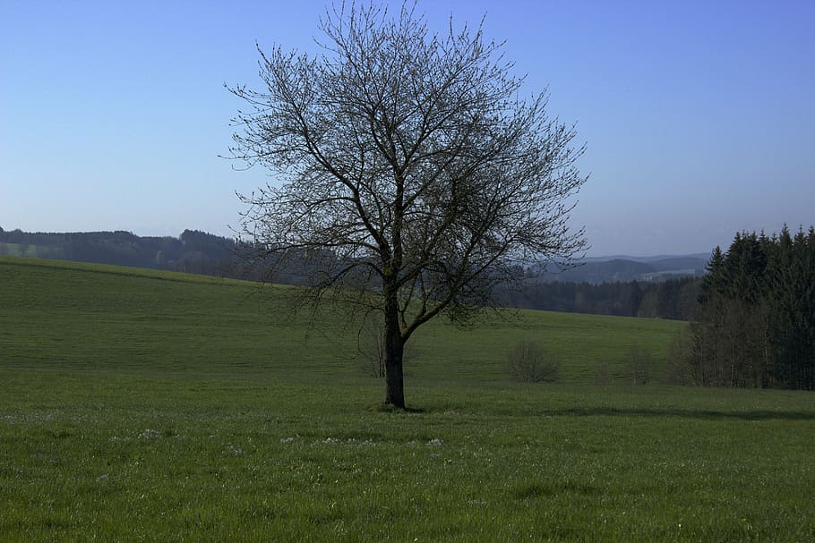 tree, spring, nature, field, landscape, vision, grass, meadow HD wallpaper