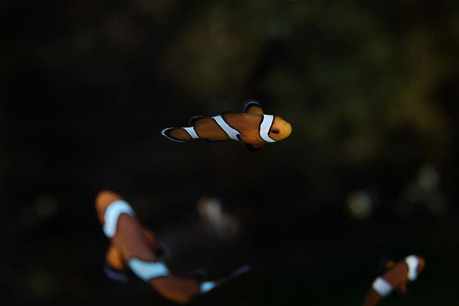 bokeh photography of fish, yellow and orange clownfishs, swim HD wallpaper