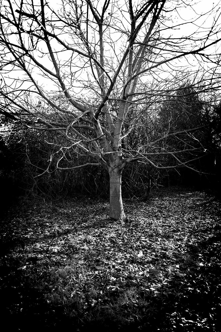 winter, tree, aesthetic, branches, kahl, breathe, bare tree HD wallpaper