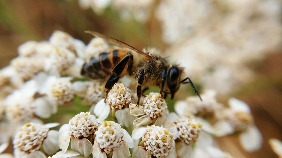 Bee, Plant, Macro, Nature, Garden, flower, forage, summer, pollinator HD wallpaper