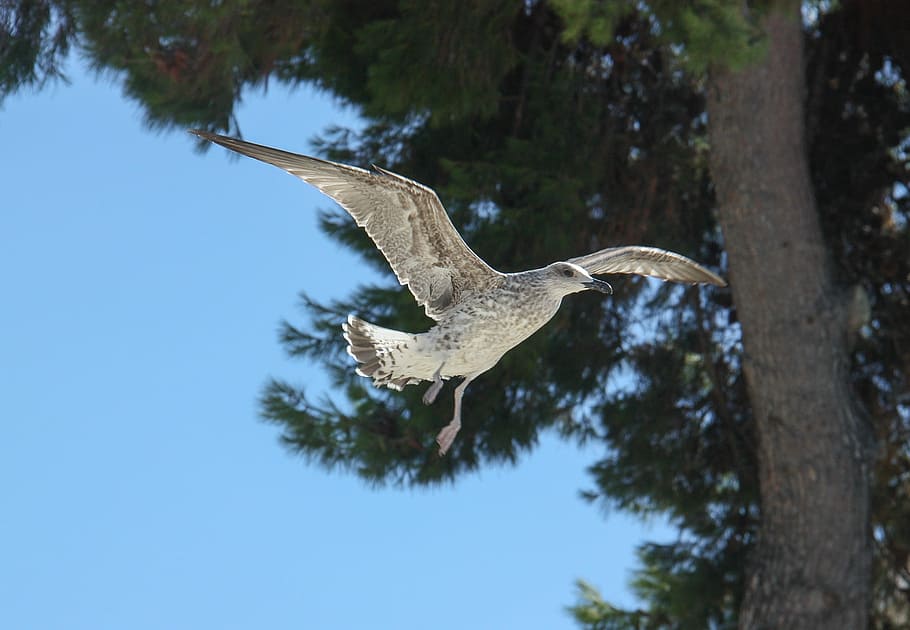 bird, flight, in flight, stolen, gull, seagull, fly, wings, HD wallpaper