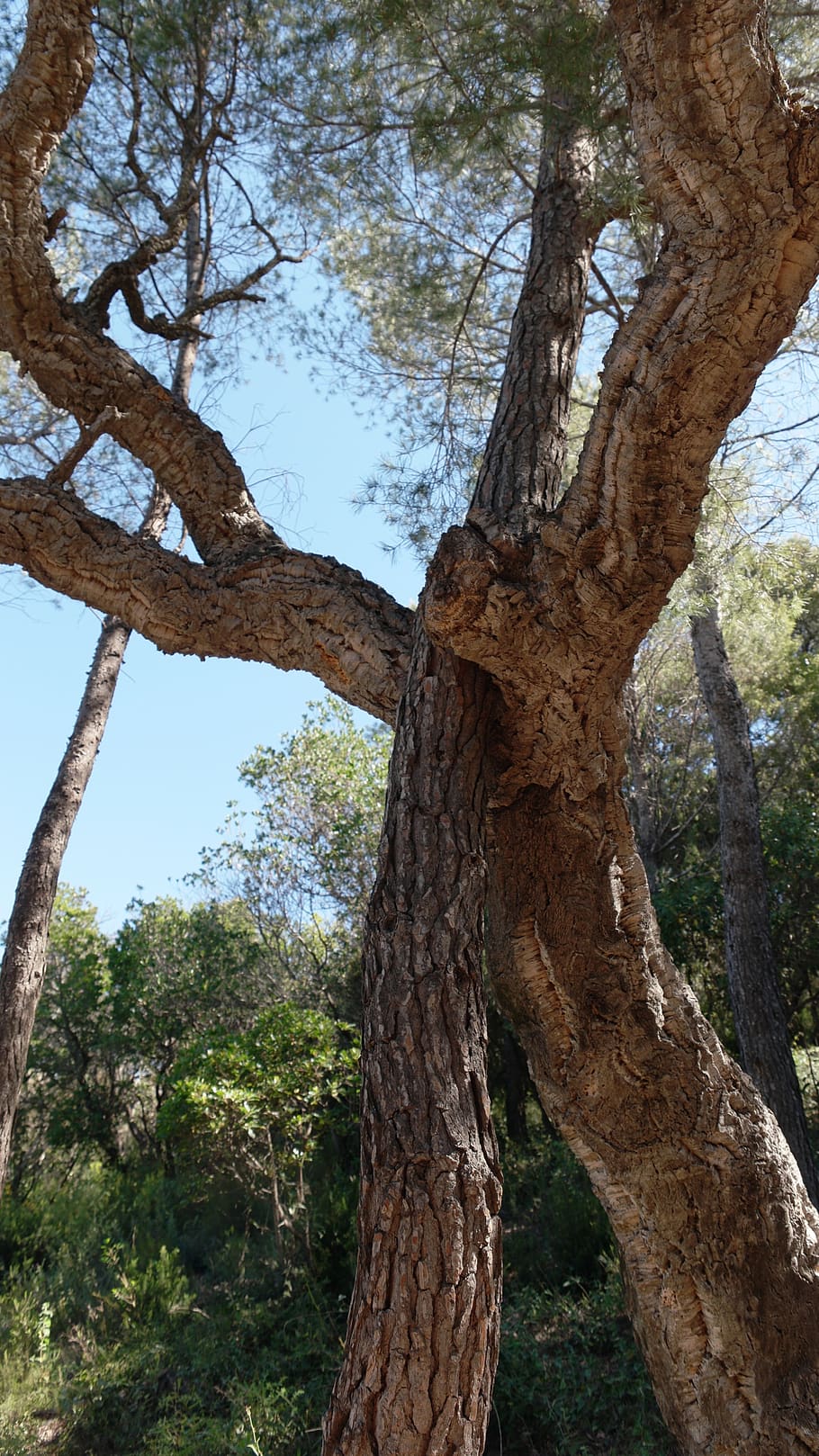 support, tree, containing, tree support, keep, protected, branches HD wallpaper