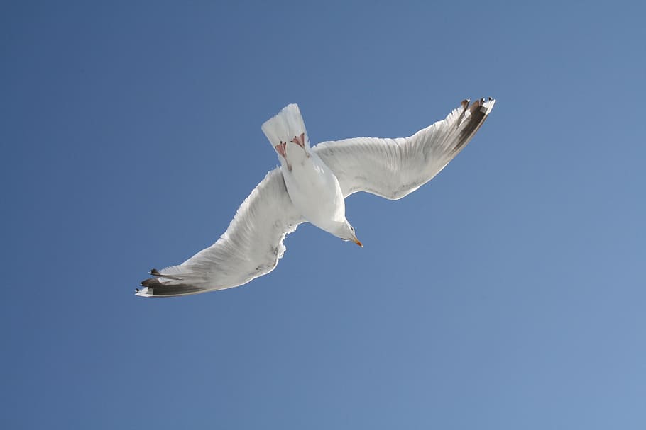 gull, sky, blue, flying, animal, low angle view, animal wildlife HD wallpaper