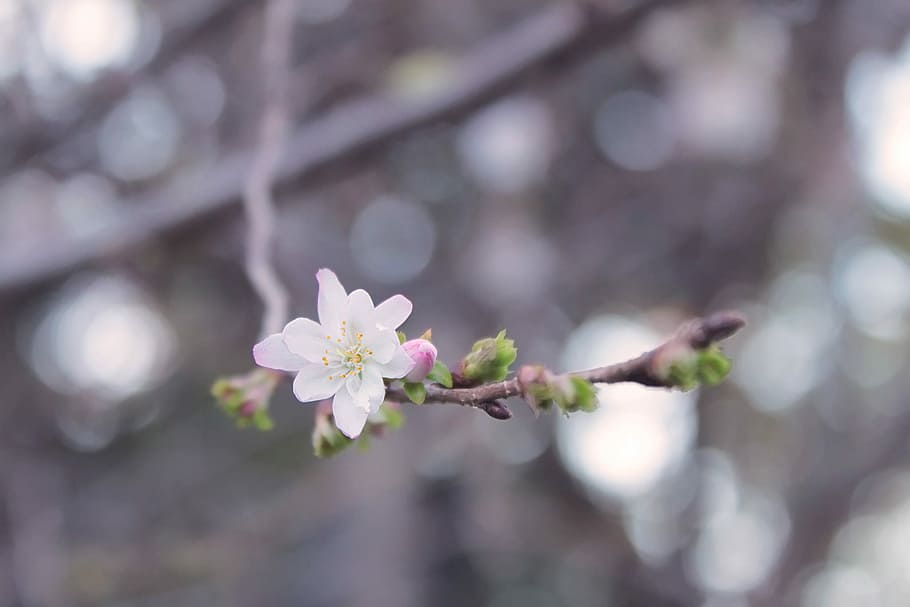 close-up photography of white petaled flower, nature, tree, branch HD wallpaper