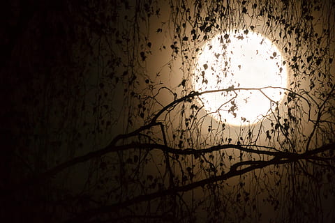 full moon photo, silhouettes, aesthetic, black, foreground HD wallpaper