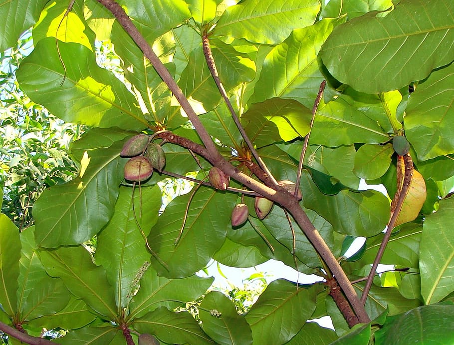 Indian Almond, Fruits, tree tropical almond, terminalia catappa, HD wallpaper