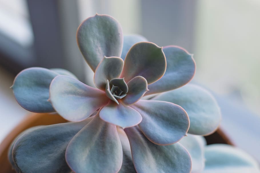 succulent plant, closeup photo of red and green succulent plant HD wallpaper