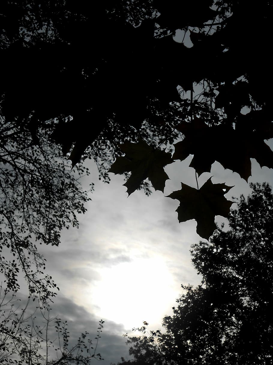 foliage, trees, black, white, heaven, sky, plant, low angle view HD wallpaper