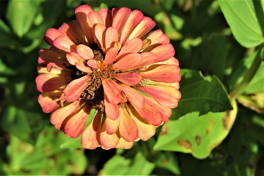 flower, rust, orange, green, garden, flowering plant, beauty in nature HD wallpaper