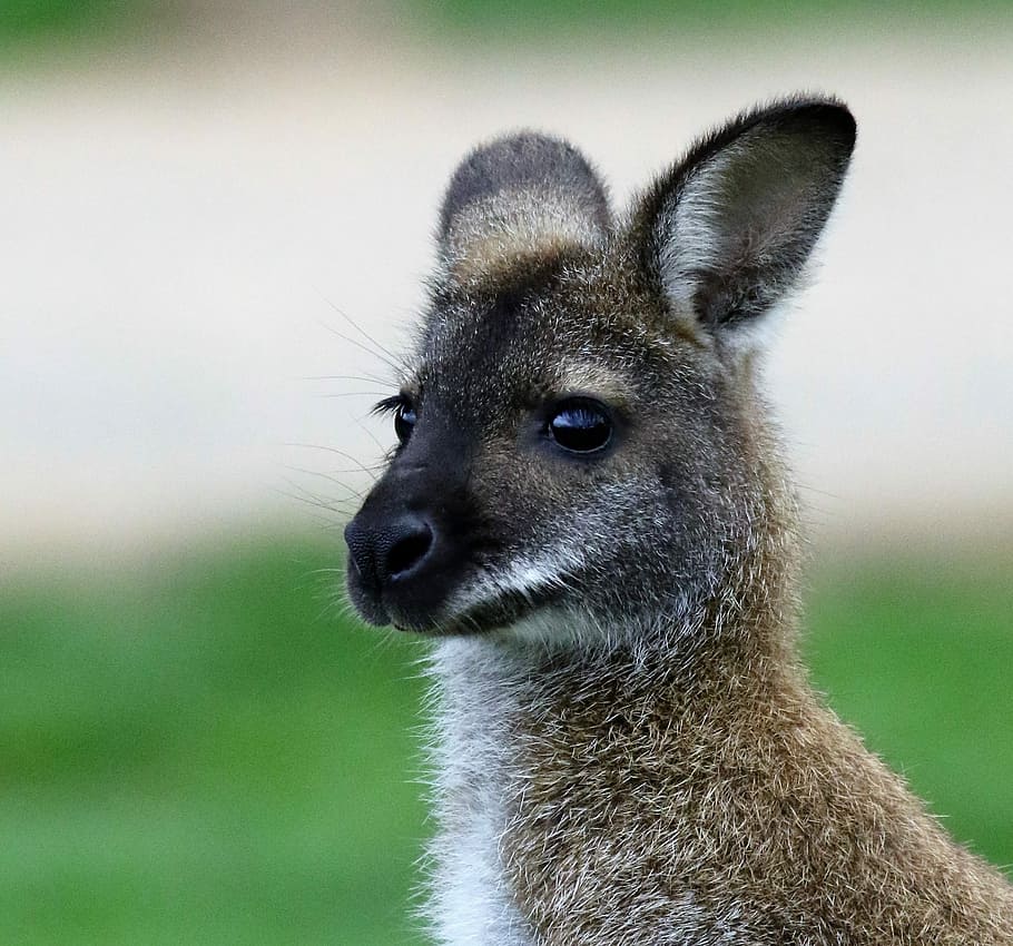 Wallaby, Kangaroo, Animal, Nature, mammal, australian, wildlife, HD wallpaper
