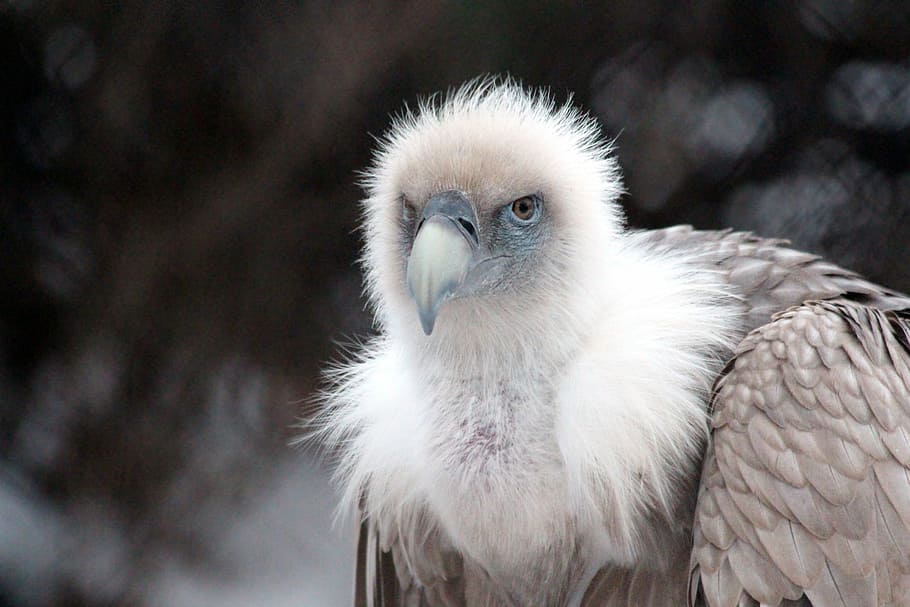 griffon vulture, birds, gyps fulvus, bird of prey, feathered race, HD wallpaper