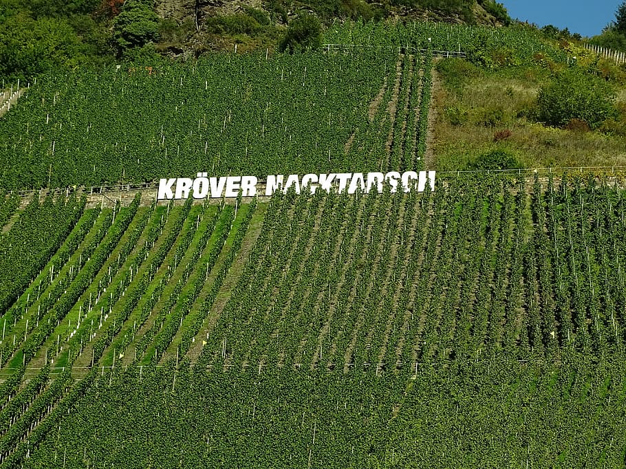 vineyard, mosel, winegrowing, steep slope, slate, sachsen, germany, HD wallpaper