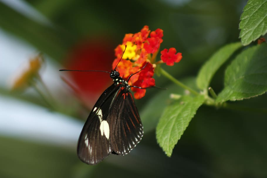 Butterfly, Nature, Spring, Green, Flower, insect, colorful HD wallpaper